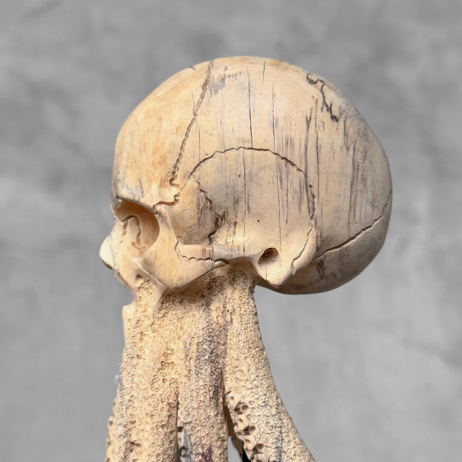 Tamarind Wood Skull with hand-carved tentacles - 6