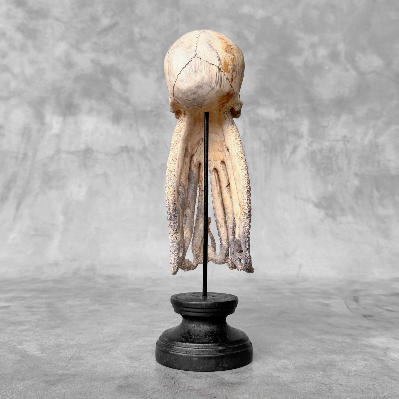 Tamarind Wood Skull with hand-carved tentacles - 7