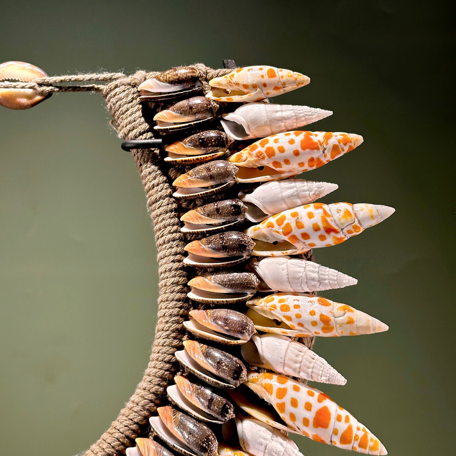 Decorative Papua necklace - Large Burnt Orange Miter Shells - 7