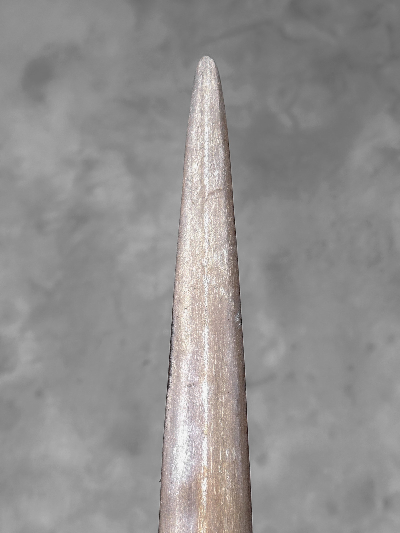 Large swordfish tusk - Wheku & Tiki - 10