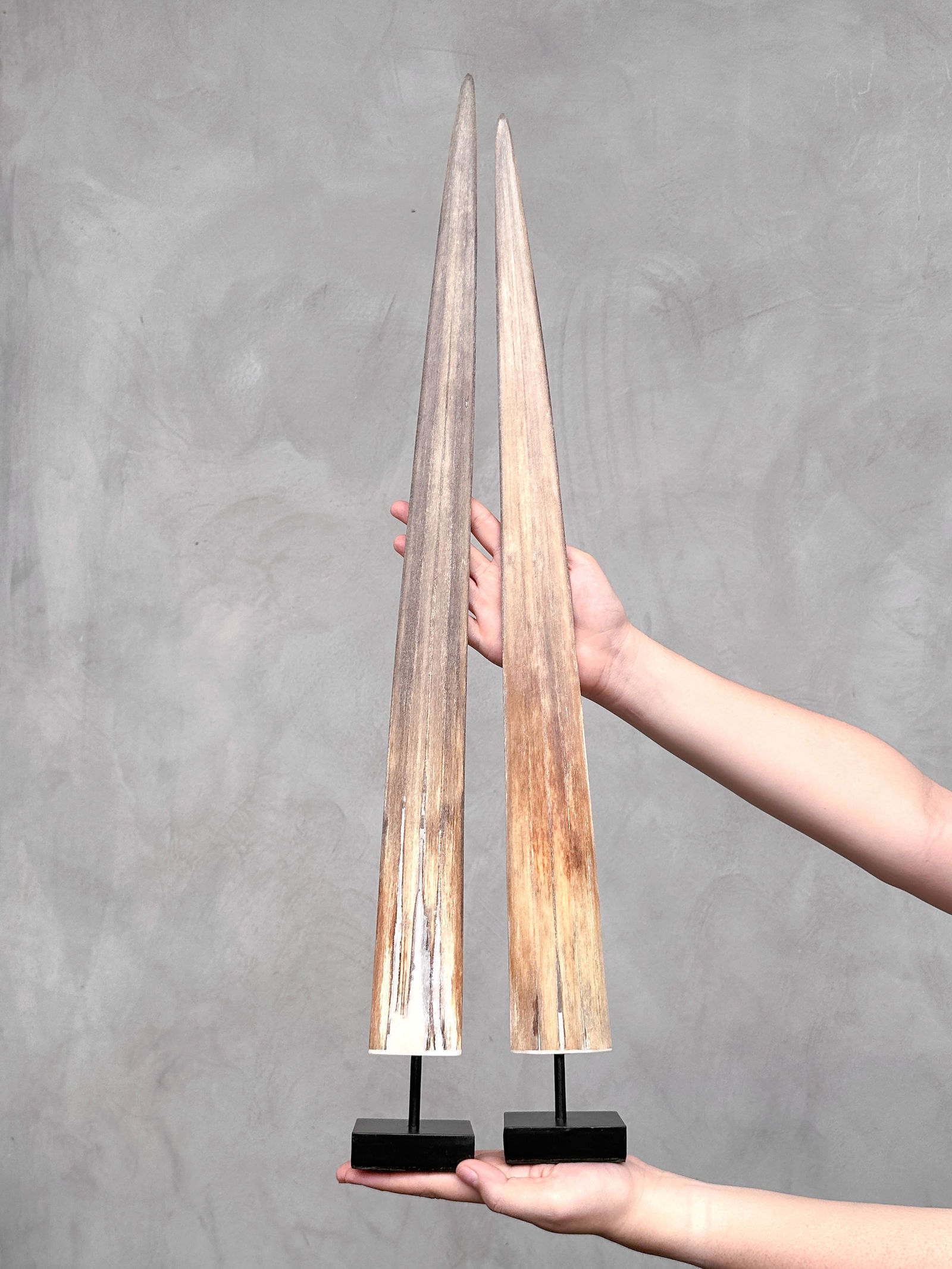 Pair of swordfish tusks with custom stands - 2