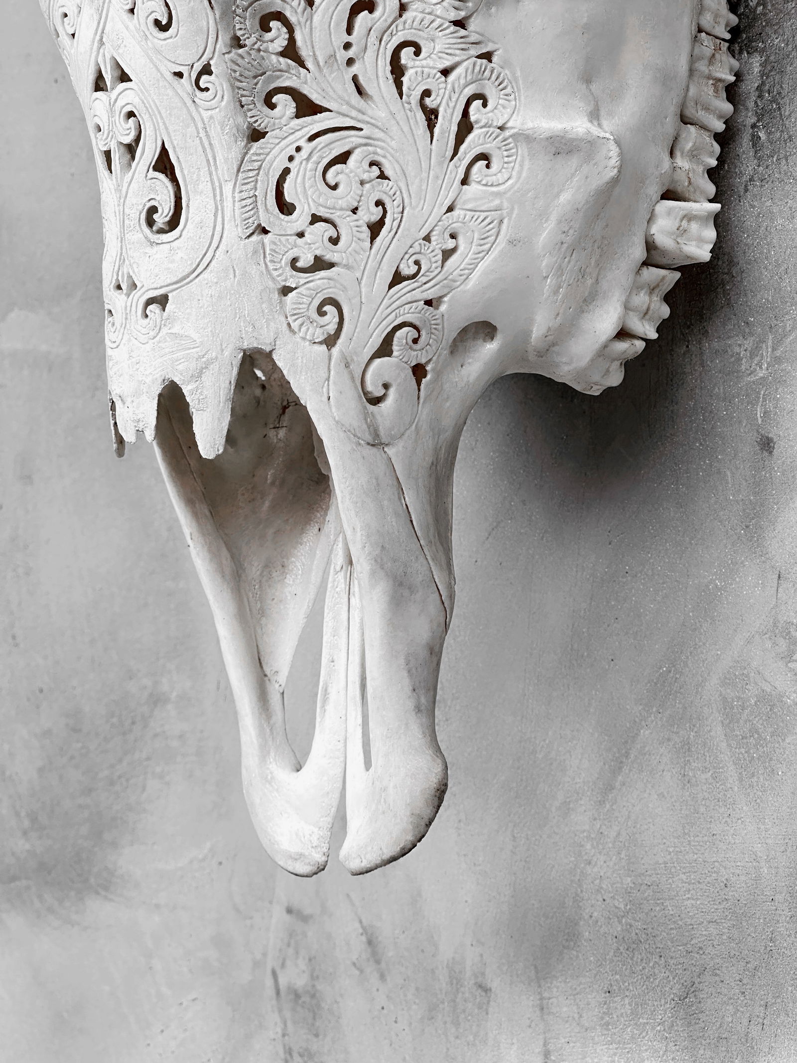 Carved Cow Skull with carved horns - Infinity Motif - 9