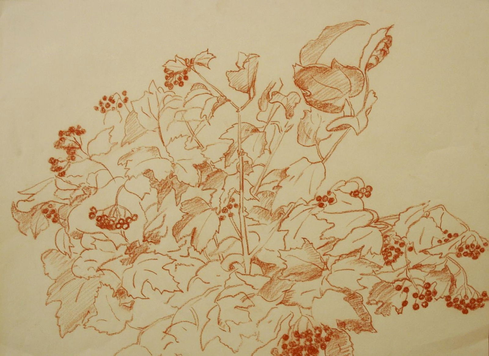 Mynka Olexandr (Ukrainian artist), "Viburnum", sanguine on paper: Title: Mynka Olexandr (Ukrainian artist), "Viburnum", sanguine on paper Artist: Mynka Olexandr Fedorovich Description: ARTIST: Mynka Olexandr Fedorovich, Ukrainian artist TITLE: "Viburnum" SIZE: 37 x