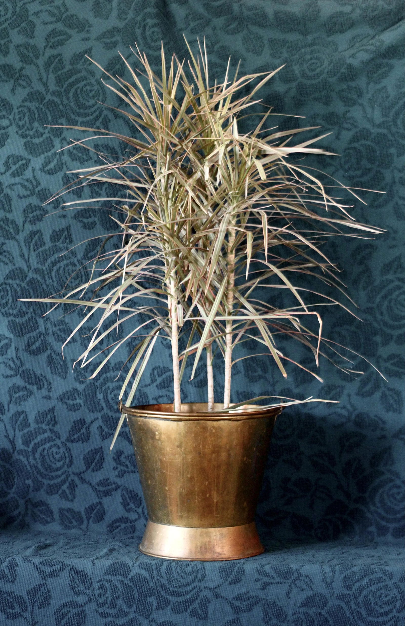 Late 19th Century Large Brass Coal Bucket With Handle - 2