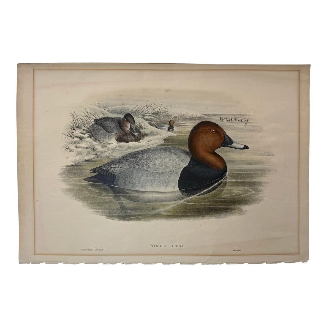 1860s Hand-Colored Duck Lithograph From John Gould's "Birds of Great Britain" (1 of 9)