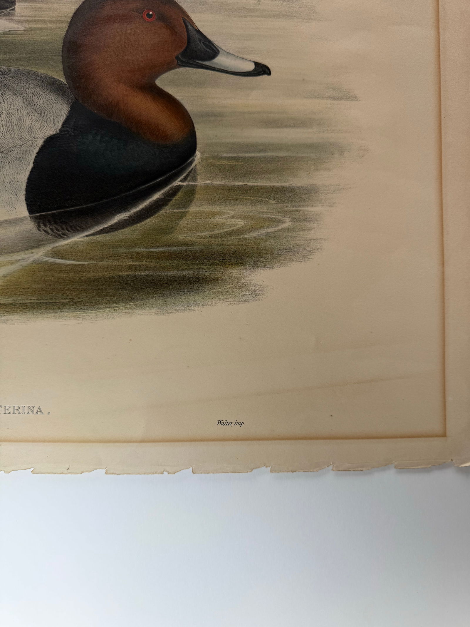 1860s Hand-Colored Duck Lithograph From John Gould's "Birds of Great Britain" - 2