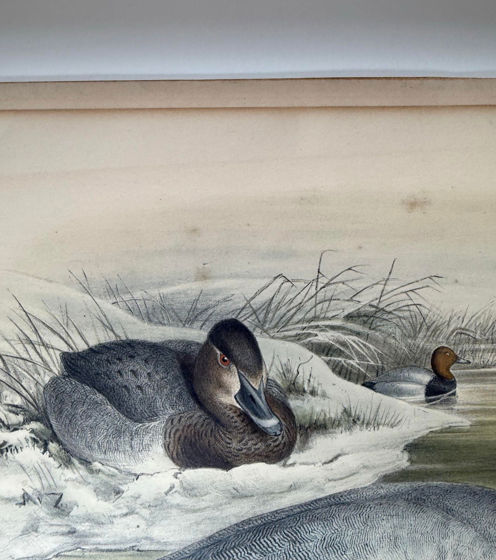 1860s Hand-Colored Duck Lithograph From John Gould's "Birds of Great Britain" - 6