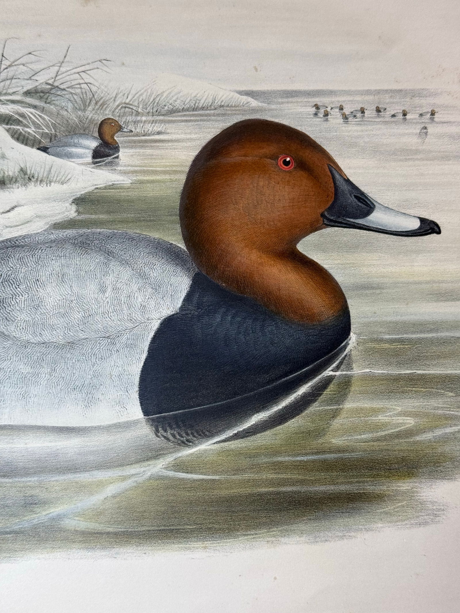 1860s Hand-Colored Duck Lithograph From John Gould's "Birds of Great Britain" - 8