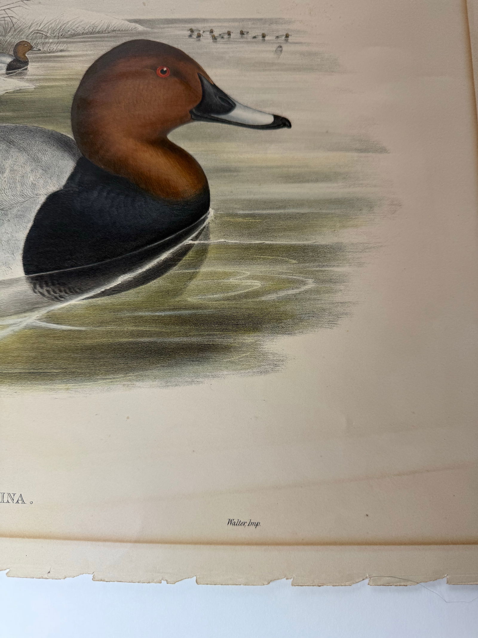 1860s Hand-Colored Duck Lithograph From John Gould's "Birds of Great Britain" - 9
