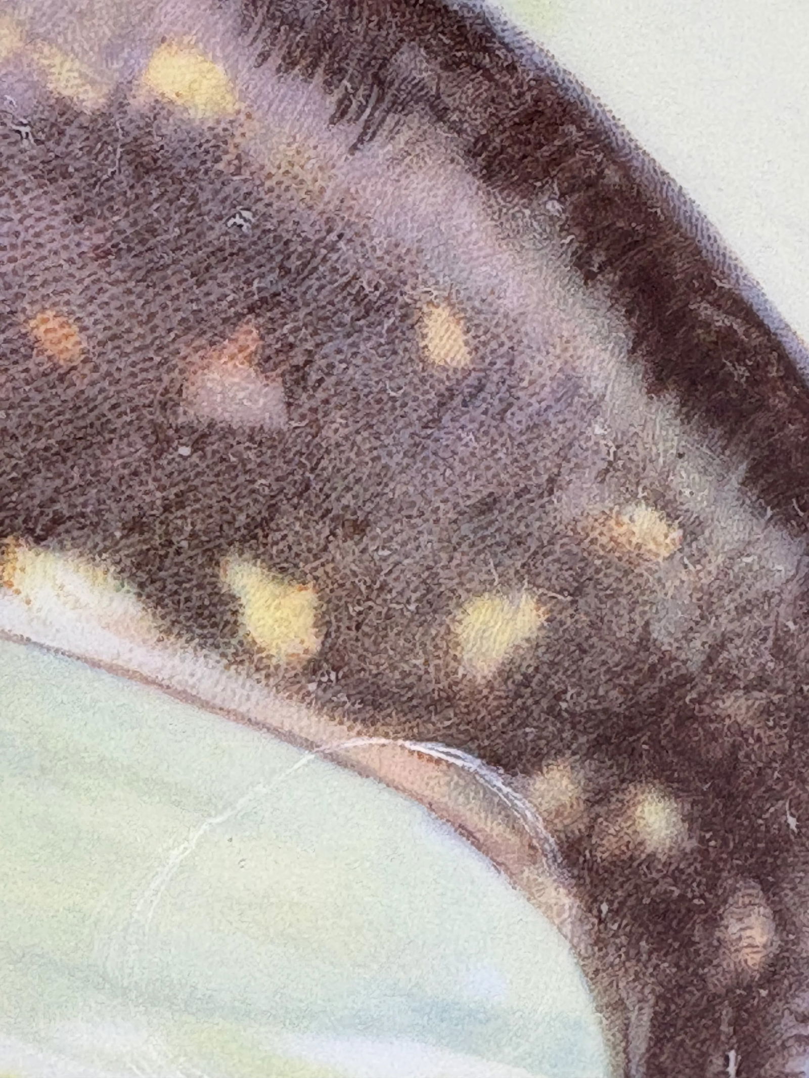 19th Century Imperial Crown China Antique Fish Platter - 6