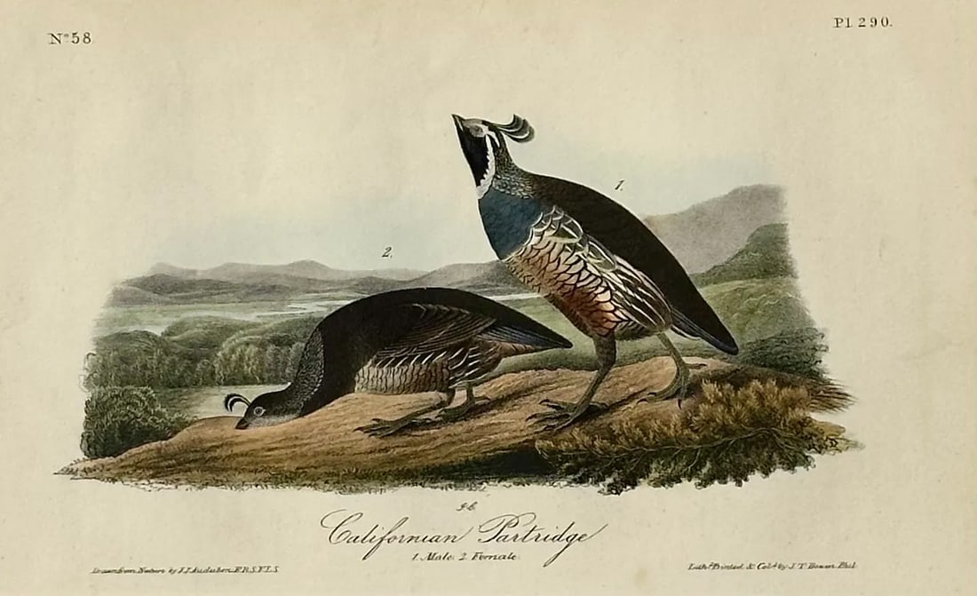 Original California Patridge by John James Audubon, 1842 - 2