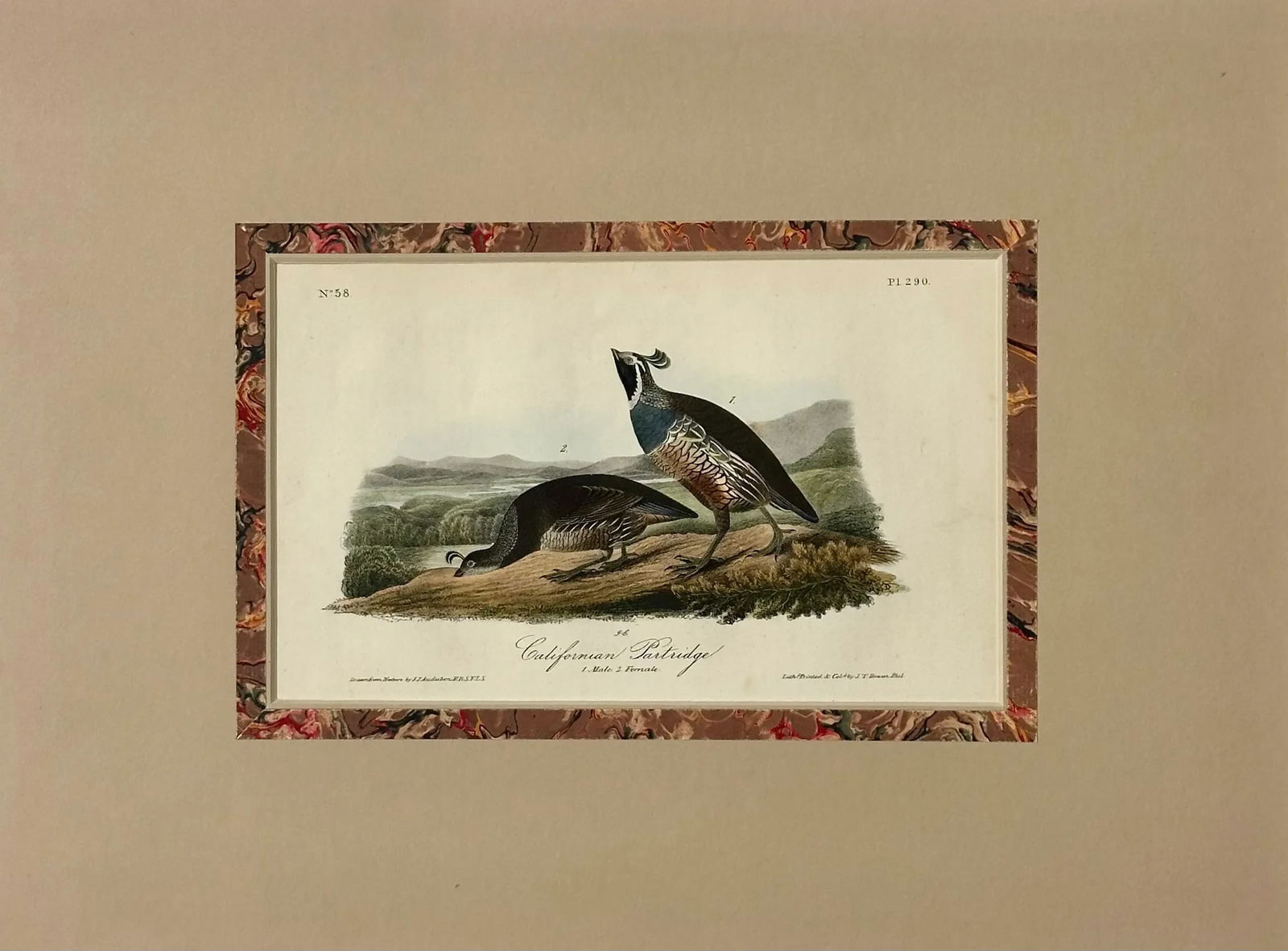 Original California Patridge by John James Audubon, 1842 - 3