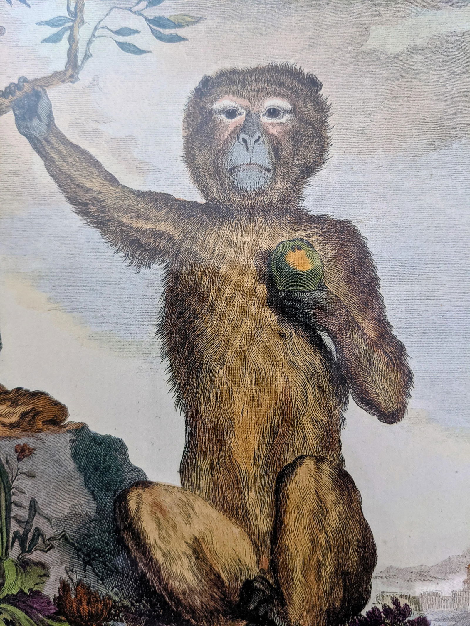 Late 20th Century Hand-Colored Engravings of Monkeys After G. Buffon, Framed - Set of 4 - 6
