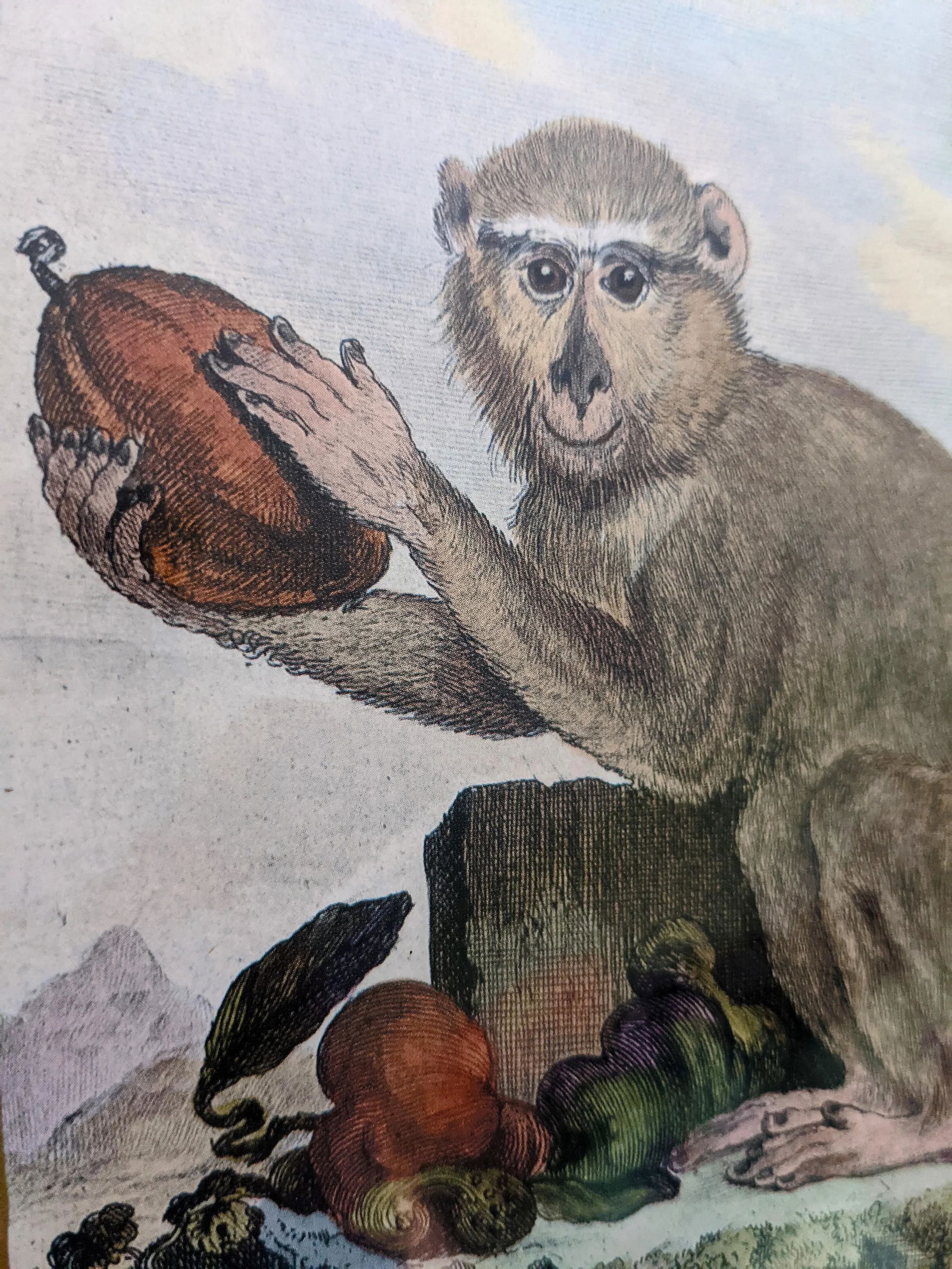 Late 20th Century Hand-Colored Engravings of Monkeys After G. Buffon, Framed - Set of 4 - 7