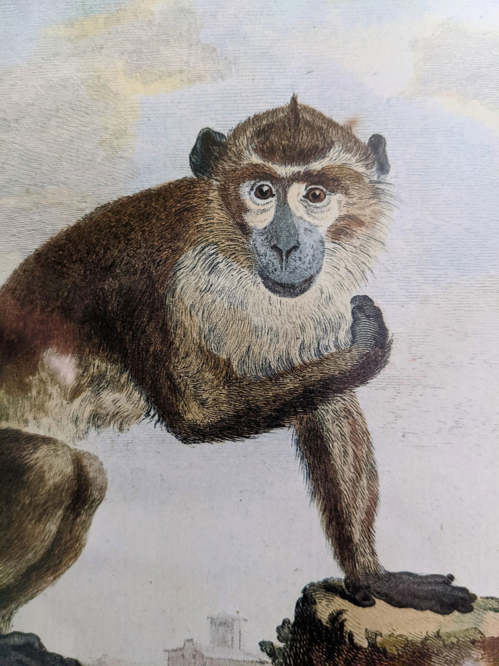 Late 20th Century Hand-Colored Engravings of Monkeys After G. Buffon, Framed - Set of 4 - 8