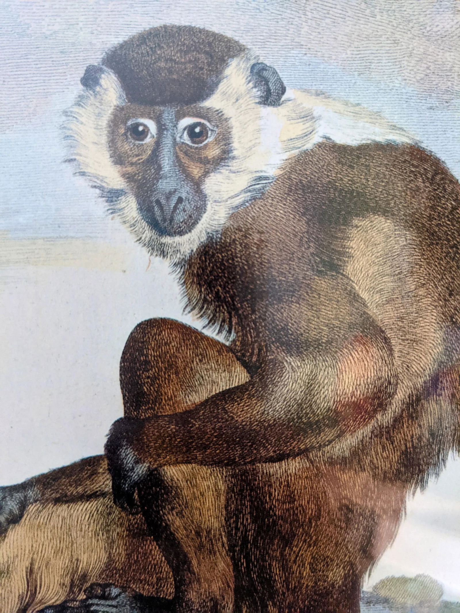 Late 20th Century Hand-Colored Engravings of Monkeys After G. Buffon, Framed - Set of 4 - 9