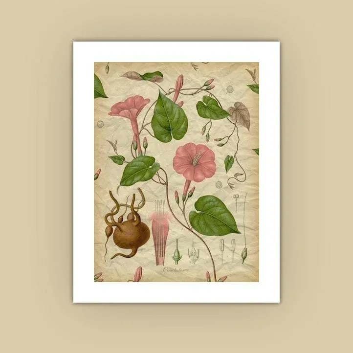 Archival 'Pink Morning Glory' Antique Print - 3