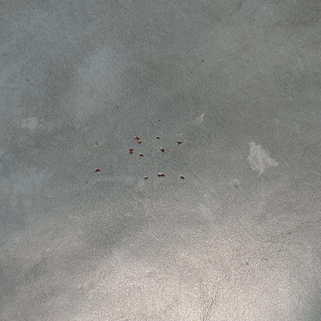 Dunbar, Mid-Century Modern, Occasional Chairs, Leather, Rosewood, 1950s - 12