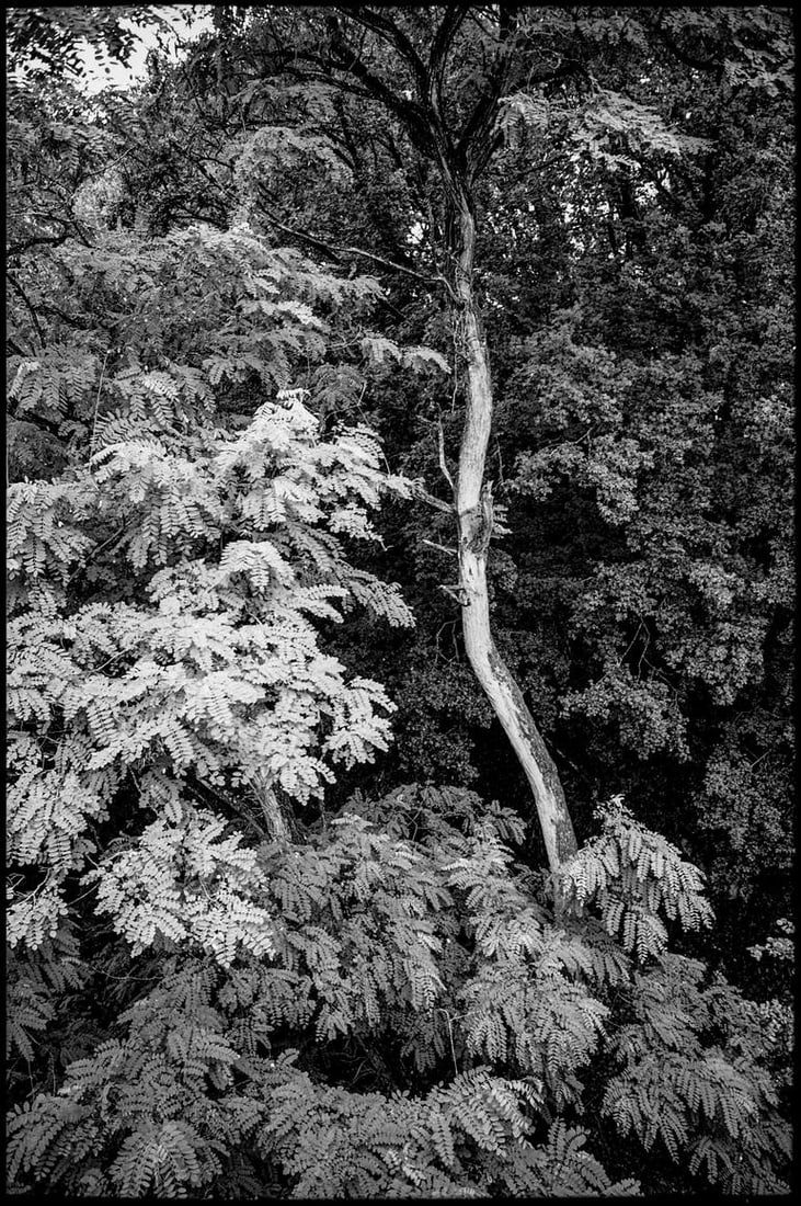 Canopy, Saint-Loup-du-Gast, France - Silver Gelatin (1 of 3)