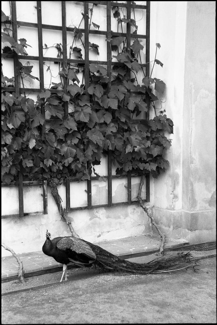 Peacock, Prague, Czech Republic - Silver Gelatin: Title: Peacock, Prague, Czech Republic - Silver Gelatin Description: Title: Peacock, Prague, Czech Republic - Silver Gelatin Photograph - Limited Edition of 10 Artist: Paul Cooklin Origin: United King