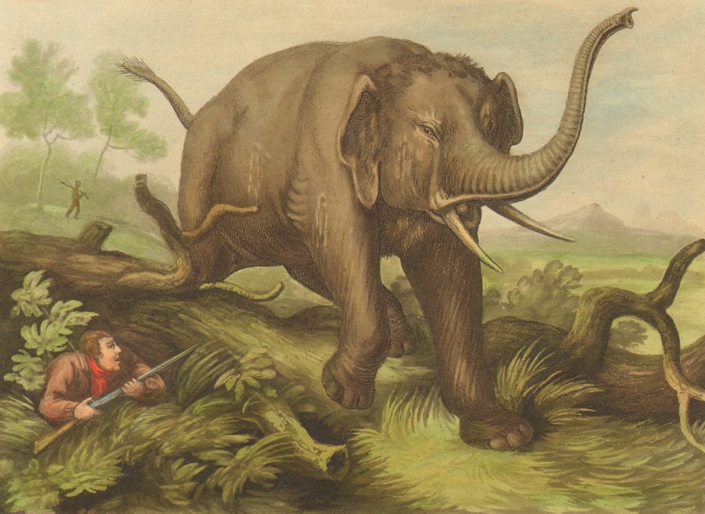 SOUTH AFRICA. Hunted Elephant. Hunter. Rifle. (Edward Orme) 1814 old print: The Hunted Elephant'. Howitt del; Howitt & Merke sculpt. Published 1814. Antique aquatint print with original hand colouring, borders and wide margins. Size 13 x 18 cm | 5.0 x 7.0 inches. Condition: G