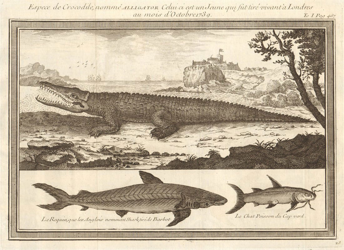 Young Alligator, drawn in London October 1739. Shark. Catfish 1746 old print: Espece de Crocodile, nommé alligator, celui ci est un jeune qui fut tiré vivant à Londres au mois d'Octobre 1739. Le requin. Le chat poisson. [A species of Crocodile, called an alligato