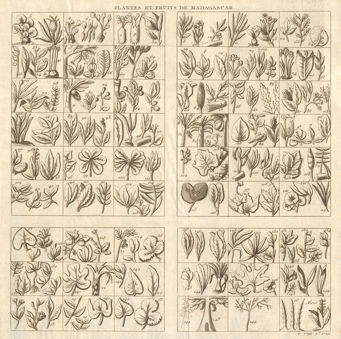 Plantes et Fruits de Madagascar'. Malagasy fruits and plants 1750 old print: Plantes et Fruits de Madagascar [Fruits and Plants of Madagascar] by Bellin, Jacques-Nicolas. Published 1750. Antique copperplate print. Size 31 x 31 cm | 12.0 x 12.0 inches. Condition: Good; suitable