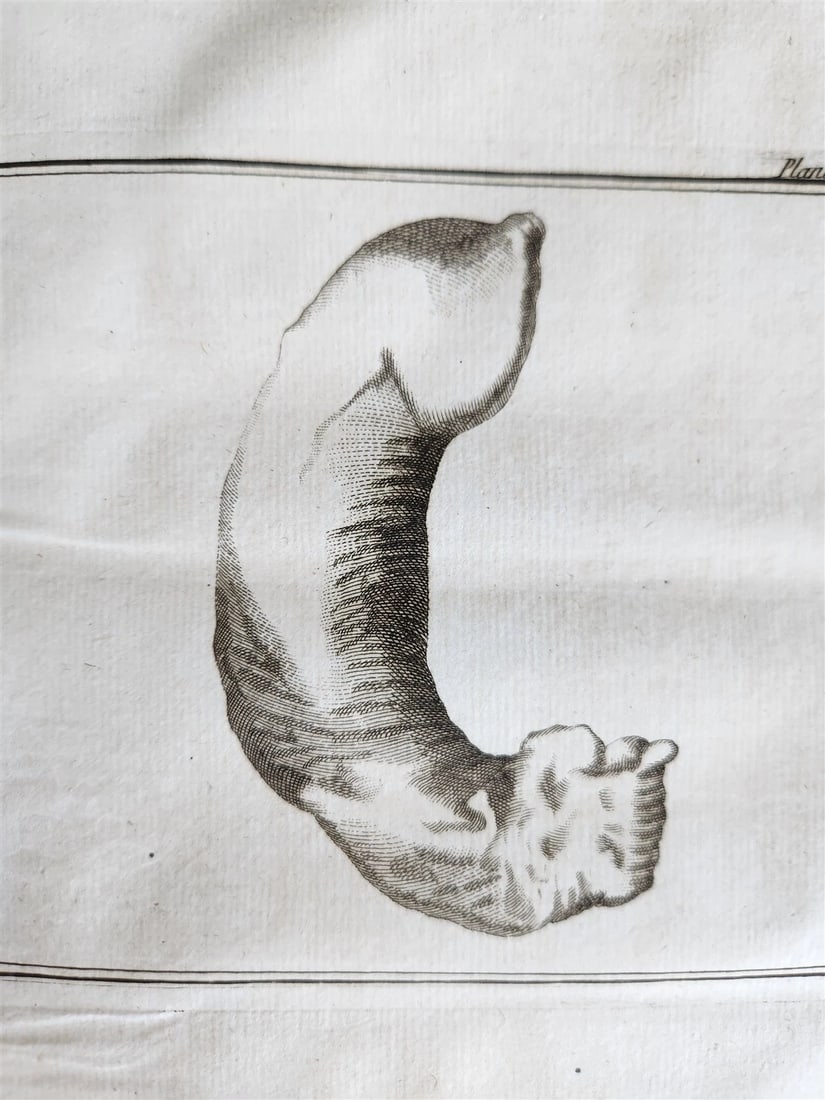 1770 MEDICAL TREATISE ILLUSTRATED ANATOMY by Francois PLANQUE antique V. 10 - 9