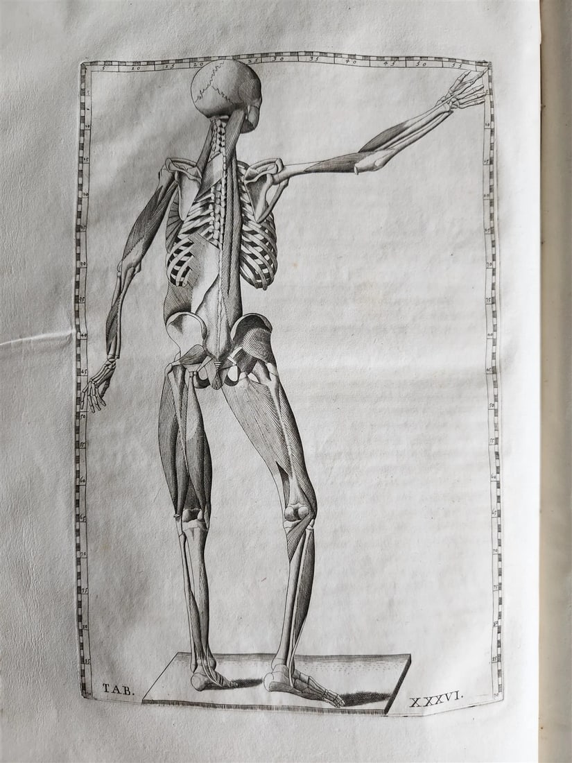 1728 ANATOMICAL TABLES by EUSTACHI antique Tabulae Anatomicae 47 PLATES FOLIO - 10