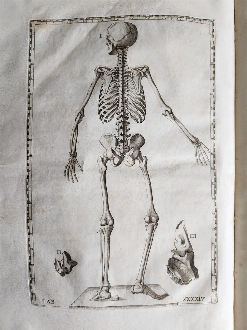 1728 ANATOMICAL TABLES by EUSTACHI antique Tabulae Anatomicae 47 PLATES FOLIO - 4