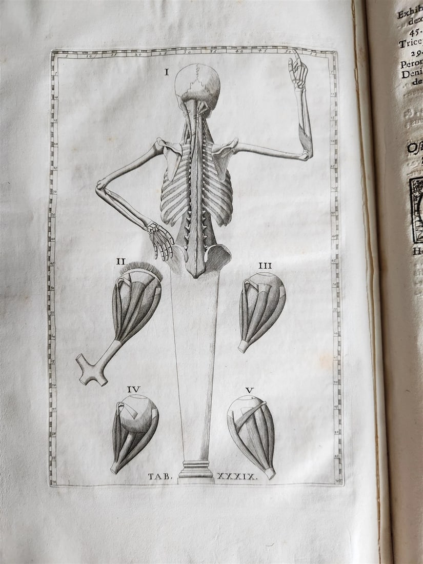 1728 ANATOMICAL TABLES by EUSTACHI antique Tabulae Anatomicae 47 PLATES FOLIO - 6