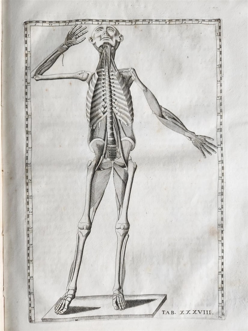 1728 ANATOMICAL TABLES by EUSTACHI antique Tabulae Anatomicae 47 PLATES FOLIO - 7