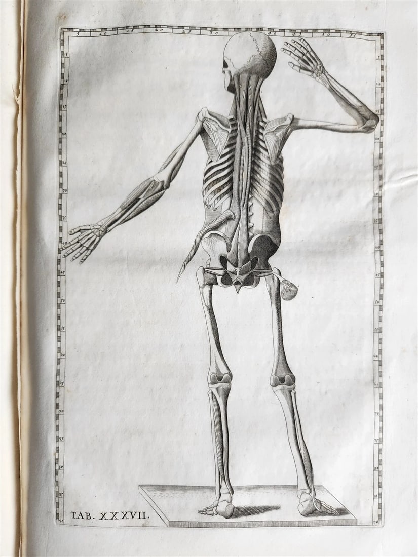 1728 ANATOMICAL TABLES by EUSTACHI antique Tabulae Anatomicae 47 PLATES FOLIO - 8