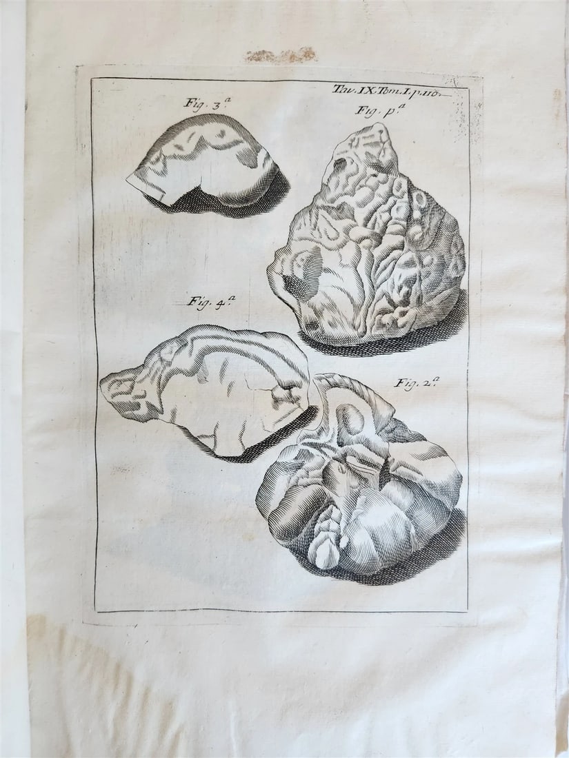 1733 MEDICAL TREATISE by ANTONIO VALLISNERI antique ILLUSTRATED 3 folio volumes - 10