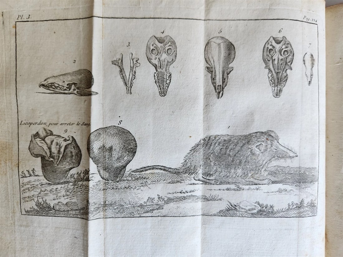 1792 HORSE ANATOMY VETERINARY TREATISE ILLUSTRATED w/ 9 WOODCUTS antique - 6