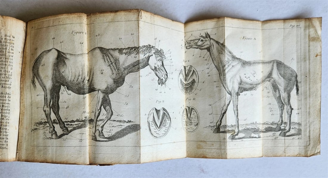 1792 HORSE ANATOMY VETERINARY TREATISE ILLUSTRATED w/ 9 WOODCUTS antique - 8