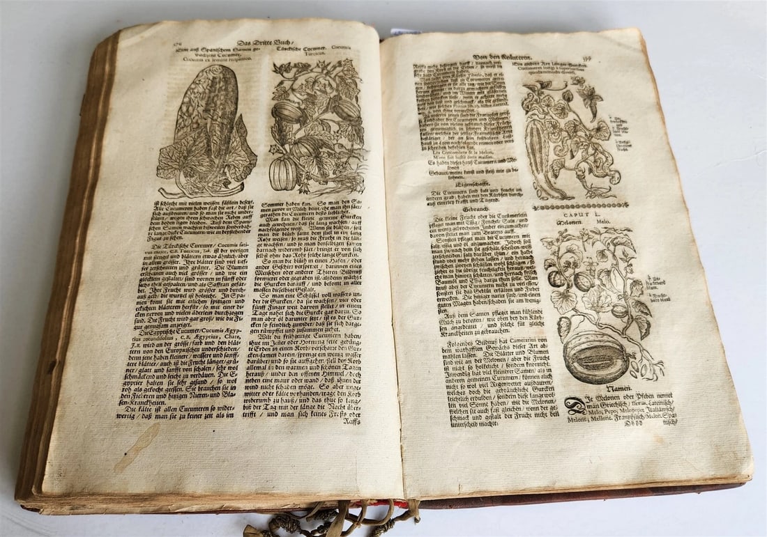 1696 THEATRUM BOTANICUM by Theodor ZWINGER antique ILLUSTRATED FOLIO in GERMAN - 11