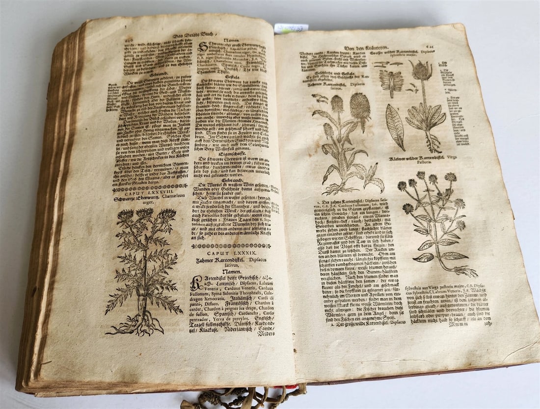 1696 THEATRUM BOTANICUM by Theodor ZWINGER antique ILLUSTRATED FOLIO in GERMAN - 14