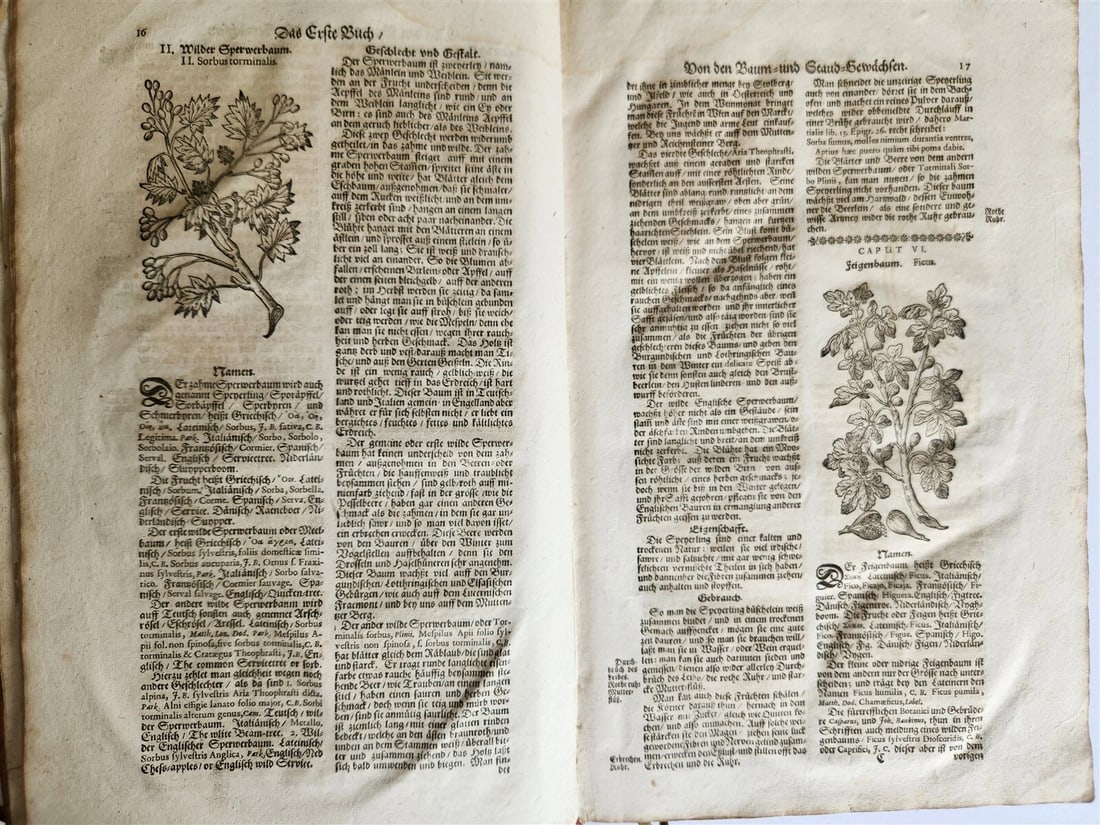1696 THEATRUM BOTANICUM by Theodor ZWINGER antique ILLUSTRATED FOLIO in GERMAN - 3