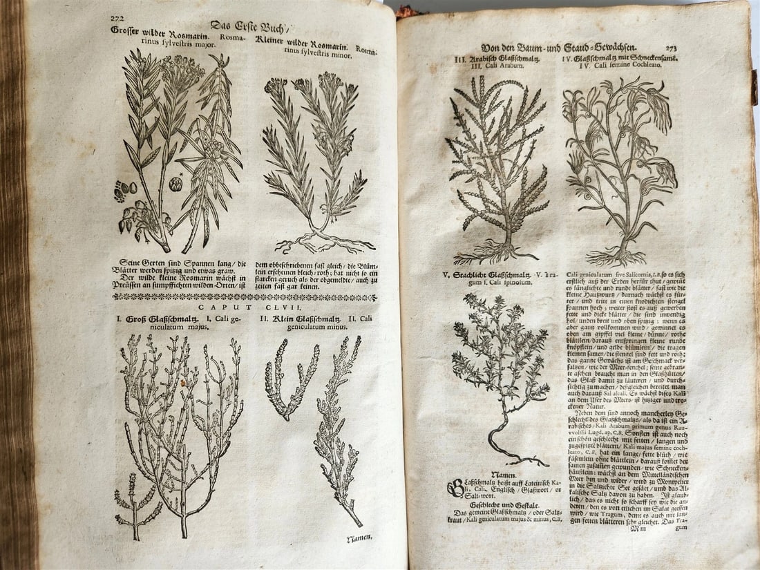 1696 THEATRUM BOTANICUM by Theodor ZWINGER antique ILLUSTRATED FOLIO in GERMAN - 5
