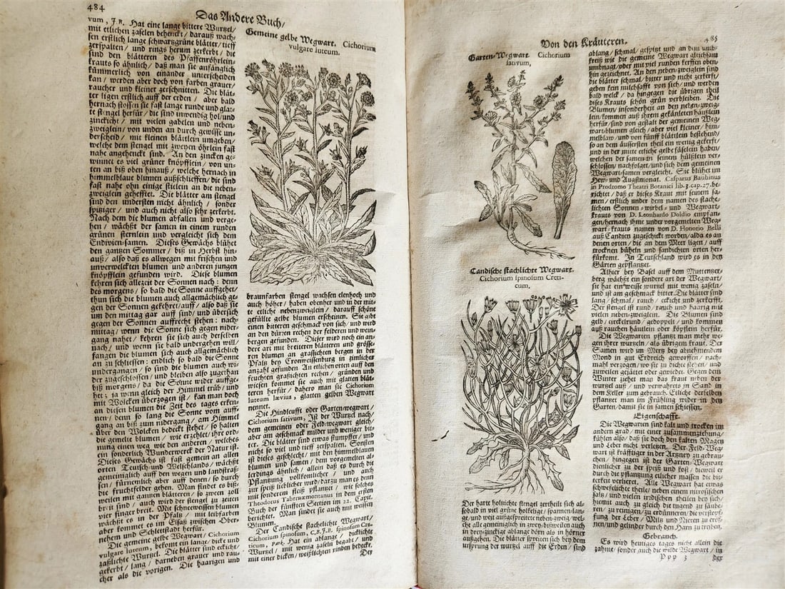 1696 THEATRUM BOTANICUM by Theodor ZWINGER antique ILLUSTRATED FOLIO in GERMAN - 6