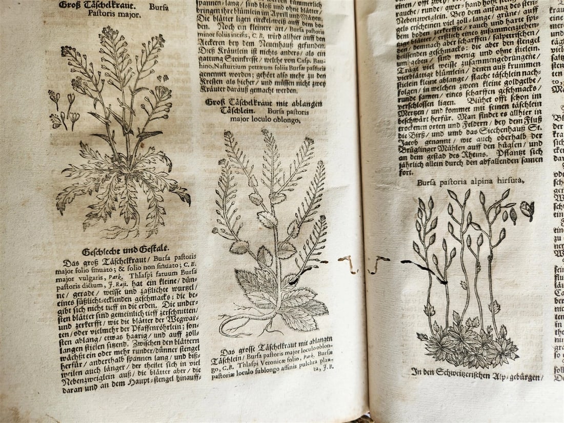 1696 THEATRUM BOTANICUM by Theodor ZWINGER antique ILLUSTRATED FOLIO in GERMAN - 8