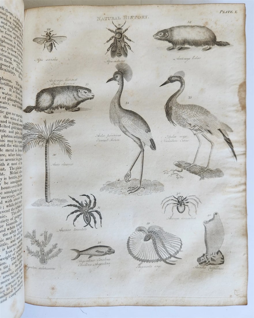 1822 NEW and COMPLETE DICTIONARY of ARTS and SCIENCES 3 VOLS. antique by GREGORY - 10