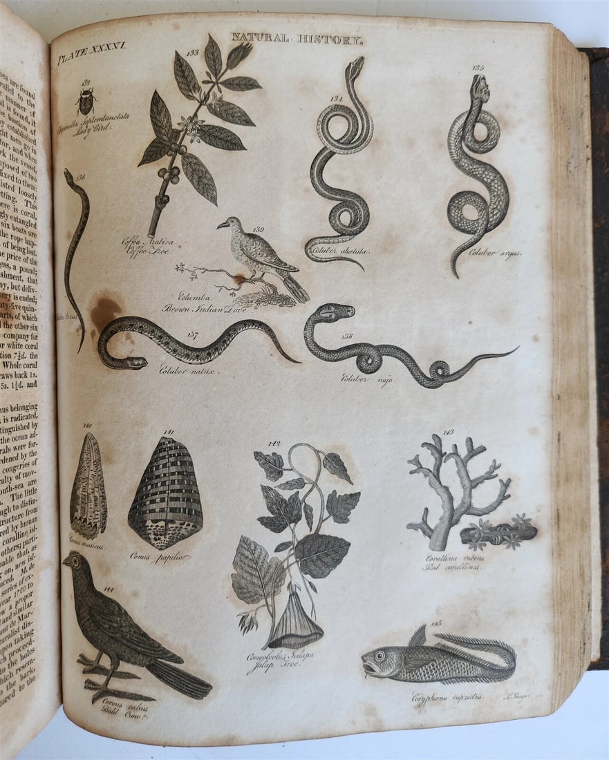 1822 NEW and COMPLETE DICTIONARY of ARTS and SCIENCES 3 VOLS. antique by GREGORY - 14