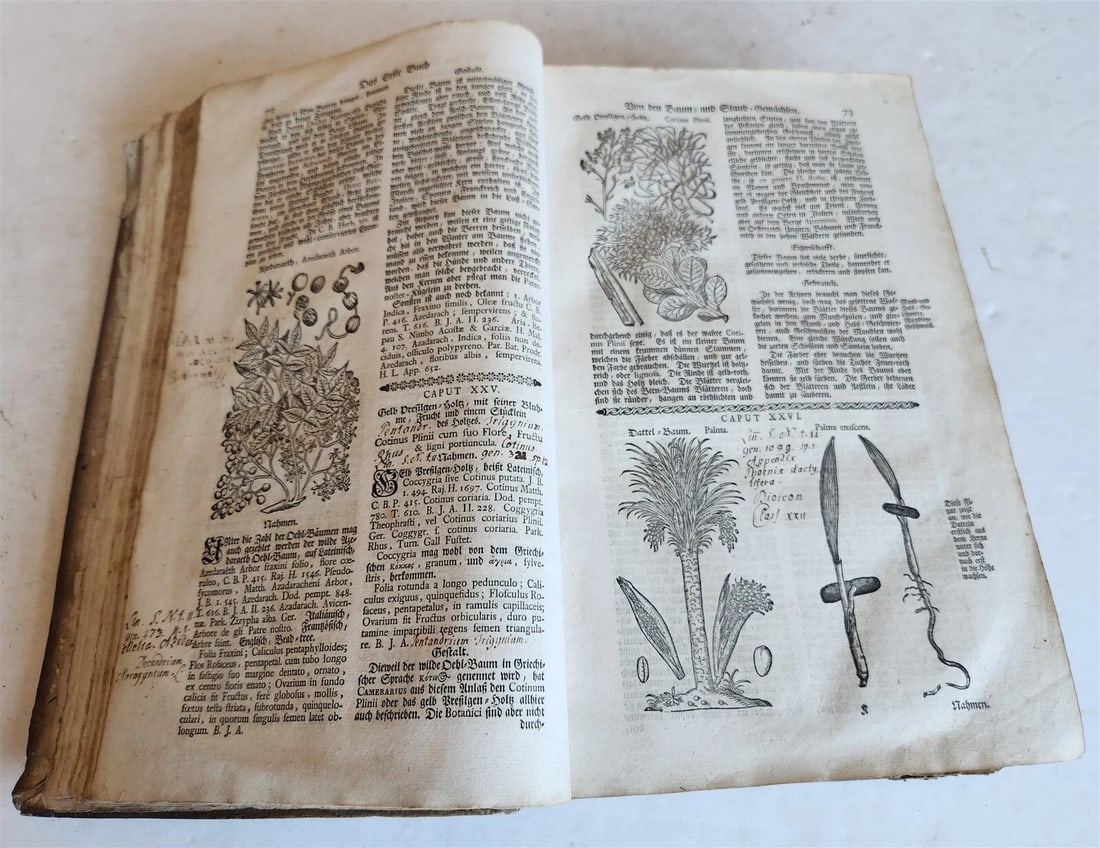 1744 THEATRUM BOTANICUM ULLISTRATED GERMAN HERBAL antique PIGSKIN BOUND FOLIO - 7
