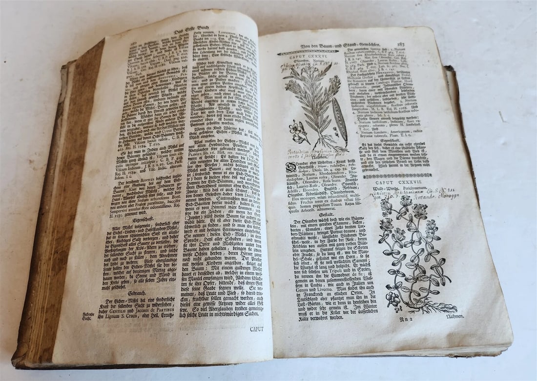 1744 THEATRUM BOTANICUM ULLISTRATED GERMAN HERBAL antique PIGSKIN BOUND FOLIO - 8