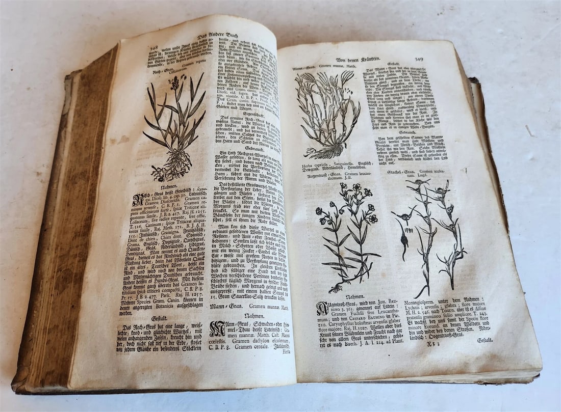 1744 THEATRUM BOTANICUM ULLISTRATED GERMAN HERBAL antique PIGSKIN BOUND FOLIO - 9