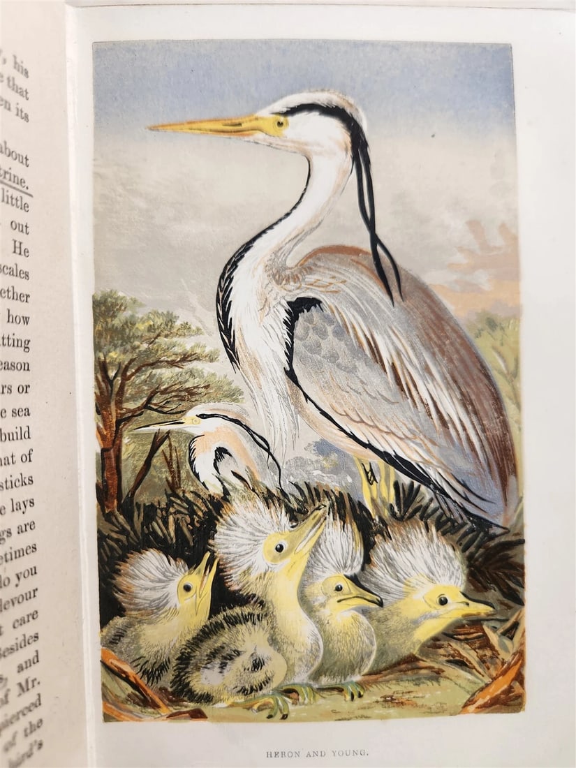 1878 COUNTRY WALKS of a NATURALIST with HIS CHILDREN antique ILLUSTRATED - 12