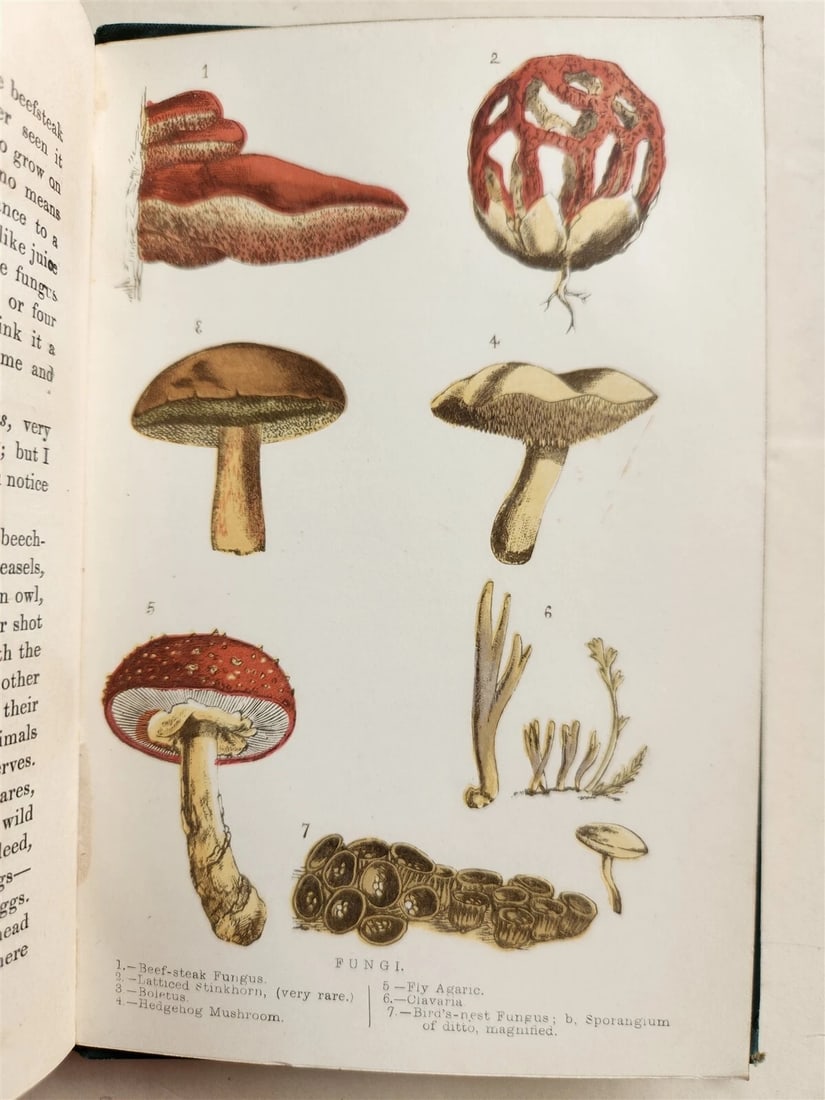 1878 COUNTRY WALKS of a NATURALIST with HIS CHILDREN antique ILLUSTRATED - 4