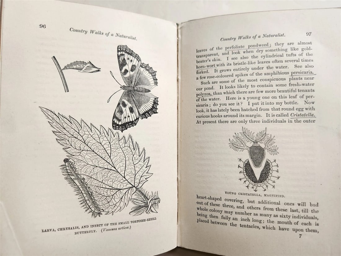1878 COUNTRY WALKS of a NATURALIST with HIS CHILDREN antique ILLUSTRATED - 6